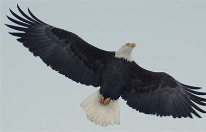  Eagle Soaring